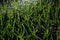 Delicate grass stalks in the garden, backlit under water drops