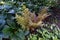 Delicate green ferns surrounded by hostas