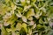 Delicate green hydrangea. Hydrangea inflorescences.