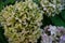 Delicate green hydrangea. Hydrangea inflorescences.