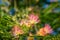 Delicate green leaves of Persian silk tree Albizia julibrissin on blurred greenery. Japanese acacia or pink silk tree