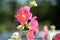 Delicate hollyhock flowers in a summer garden on a sunny day