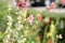 Delicate hollyhock flowers in a summer garden on a sunny day