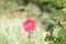 Delicate hollyhock flowers in a summer garden on a sunny day