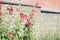 Delicate hollyhock flowers in a summer garden on a sunny day