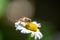 Delicate hover fly resting on a chamomile flower