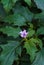 Delicate indian datura flowers. India`s natural beauty