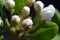 Delicate inflorescence of pear flowers at spring day