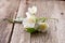 delicate inflorescence with white flowers and leaves close-up on natural wooden background