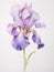 Delicate and Intricate Watercolor Iris Petals AI Generated