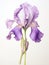 Delicate and Intricate Watercolor Iris Petals AI Generated