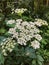 Delicate lacey white flowers of Cow Parsnip,Heracleum maximus, in woodland.