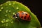 Delicate ladybug on green leafs edge, a vibrant miniature spectacle