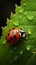 Delicate ladybug on green leafs edge, a vibrant miniature spectacle