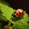 Delicate ladybug on green leafs edge, a vibrant miniature spectacle