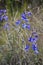 Delicate Larkspur, Horse Heaven Hills, Shrub-Steppe Landscape, Eastern Washington State