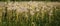 Delicate and light dandelion flowers outdoors