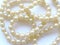 Delicate light natural small pearl long beads on a white background