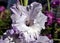 Delicate light purple gladioli, macro