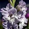 Delicate light purple gladioli, macro, soft focus