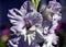 Delicate light purple gladioli, macro, soft focus