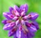 Delicate light purple Lupin in the garden, narrow focus area