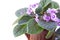 Delicate Lilac African Violet