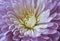 Delicate lilac chrysanthemum flower close up