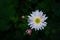 Delicate lilac white chrysanthemum with buds