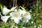 Delicate Lilium longiflorum `White Fox` flower in a spring season at a botanical garden.