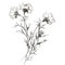 Delicate Line Drawing Of Aster Shaped Snapdragon Flowers