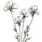 Delicate Line Drawing Of Snapdragon Flowers In Black And White