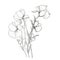 Delicate Line Drawings Of Botanical Flowers On White Background