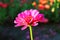 Delicate lone pink zinnia flower