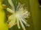 Delicate Looking Hedge Cactus Cereus hildmannianus Flower