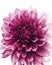 A delicate magenta bloom with intricate ridges and intricate details revealed upon close examination. Trendy color of