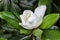 A delicate magnolia flower among bright greenery.