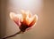 Delicate magnolia flower of unusual pastel color on a branch on a natural garden background.