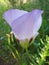 Delicate mariposa lily spring wildflower native to California isolated on a sunlit green background