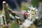 Delicate Miniature Coppertone Sedum Flowers