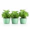 Delicate Mint Plants In Green Pots - A Crisp And Classic Touch