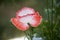 Delicate opium poppy flower