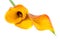 delicate orange calla lily