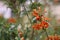 Delicate orange flowers on blurred background