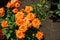 Delicate orange flowers of rose