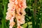 Delicate orange gladiolus and fluffy bumblebee in the garden