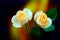 Delicate pair of peach roses on abstract background