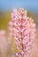 Delicate pale pink flowers of lupinus, lupin or bluebonnets in evening sky, free space environmental protection concept