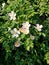 Delicate pale pink rosehip flowers bloom against a backdrop of dense green foliage.