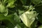 Delicate pale yellow cotton flower among green foliage